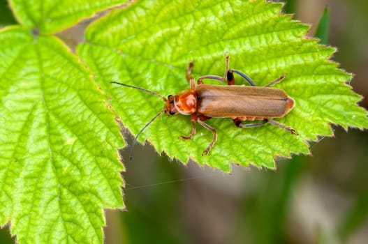Red or red-yellow soft beetles on a leaf