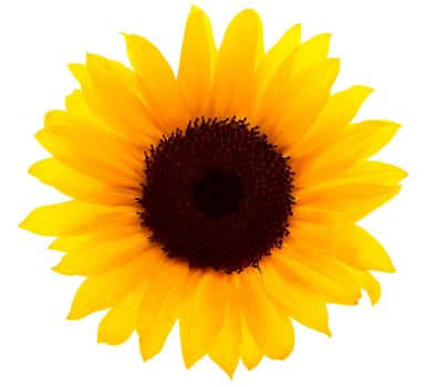 Sunflower with clipping path,yellow flower against white background