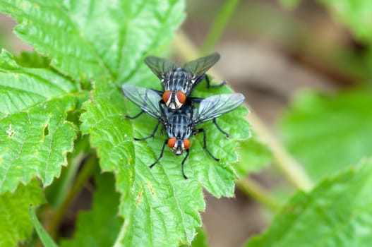 True flies - Muscidae - mating