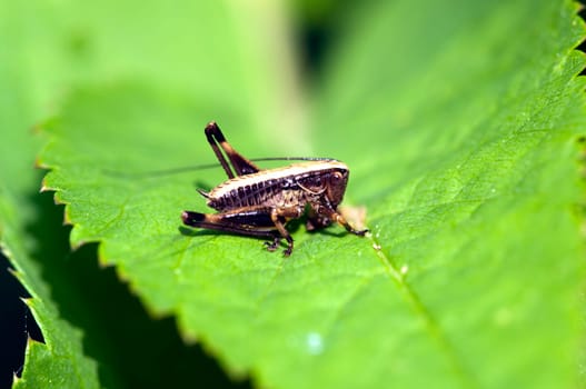 Grasshopper - Caelifera in a macro image