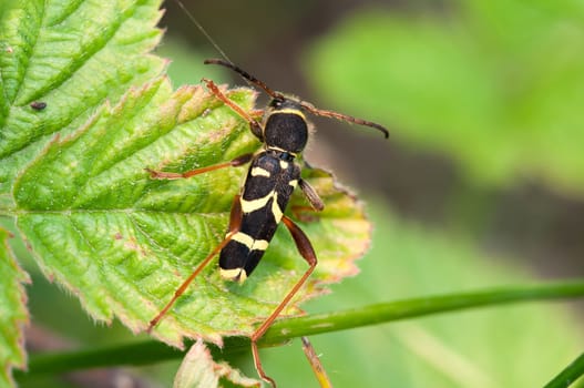 Oak ram - Plagionotus arcuatus sitting on a leaf