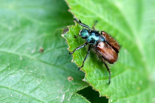 Garden leaf beetle - Phyllopertha horticola sitting on a leaf