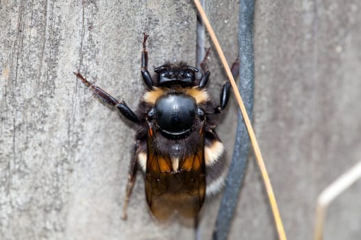 Bumblebee - Bombus - climbing on a wall