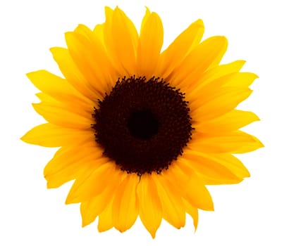 Sunflower with clipping path,yellow flower against white background