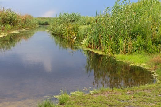 sunrise on a lake with green reeds