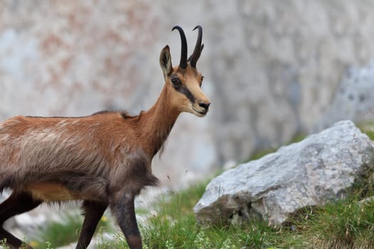 chamois (Rupicapra Carpatica) who goes on a mountain