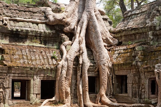 Ta Phrom Temple,a temple complex in Angkor in Cambodia