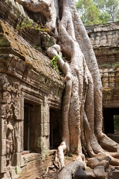 Ta Phrom Temple,a temple complex in Angkor in Cambodia