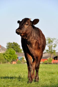 calf animal