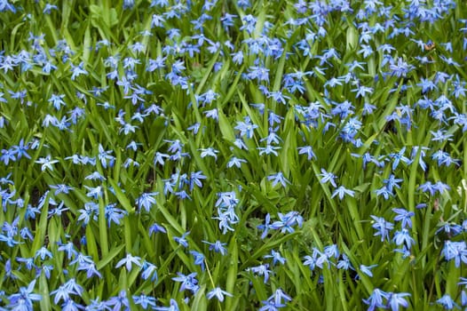 Blue flowers
