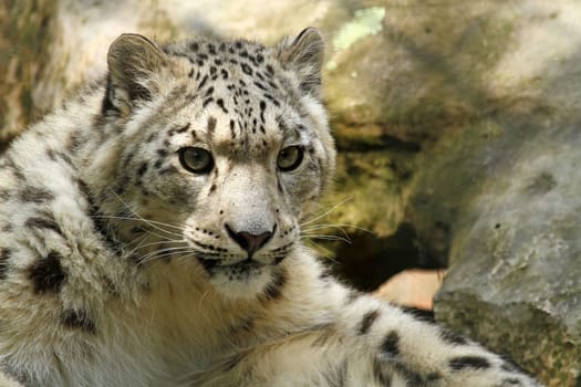 Snow leopard