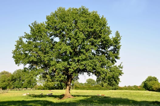 old oak