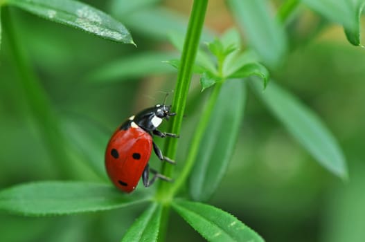 Lucky Beetle