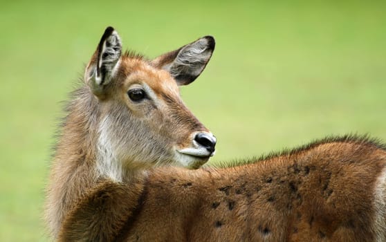 Ellipse waterbuck
