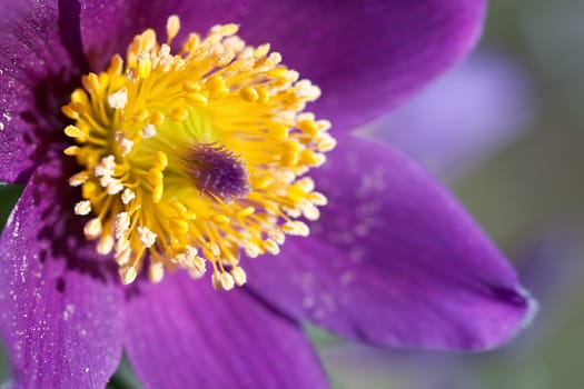 Pasque flower