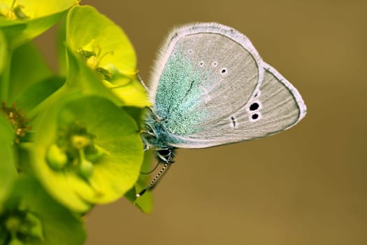 Glaucopsyche alexis
