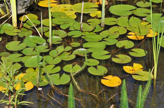water lily pond
