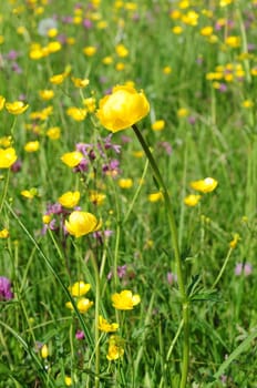 Troll Flowers