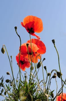 Poppies