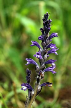 Knotty Summerwort [Hemp Blue Shrike]