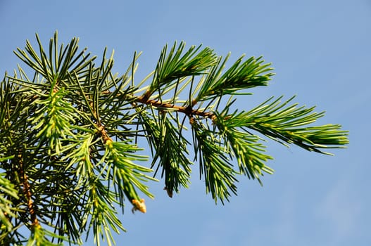 Fir green