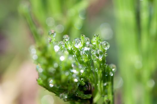 Water droplets on a plant - with reflections