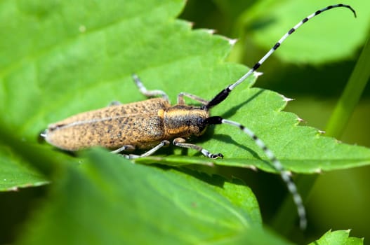 Thistlebuck - Agapanthia villosoviridescens sitting on a leaf