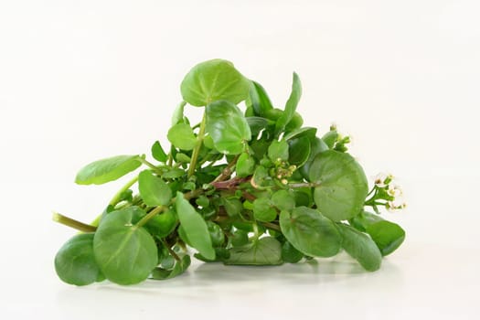 a bunch of watercress against a white background
