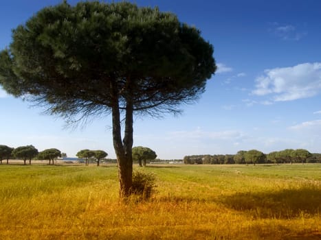Pine 03