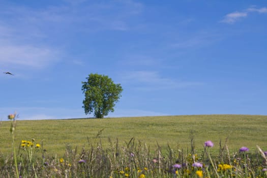 Dream day in summer