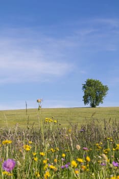 Dreamy summer day