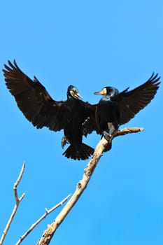 cormorants in a tree in Danube Delta, Romania