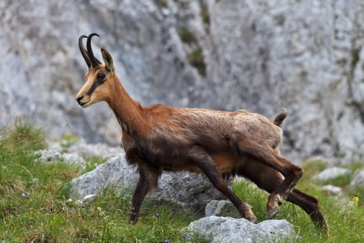 chamois (Rupicapra Carpatica) who goes on a mountain