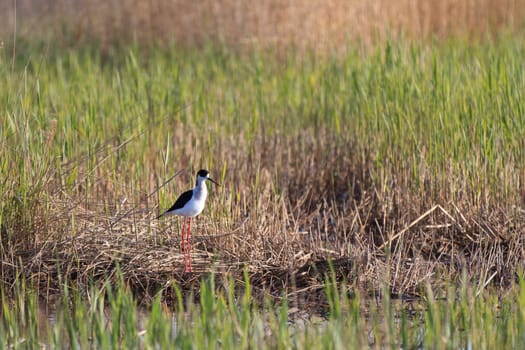 black winged stilt (Himantopus himantopus) in Danube Delta, Romania