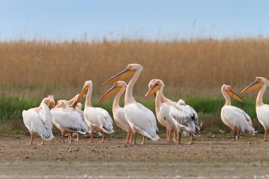 white pelicans in the Danube Delta, Romania