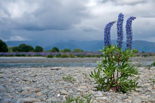 Lupin River Landscape III