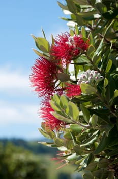 Eisenholzbaum