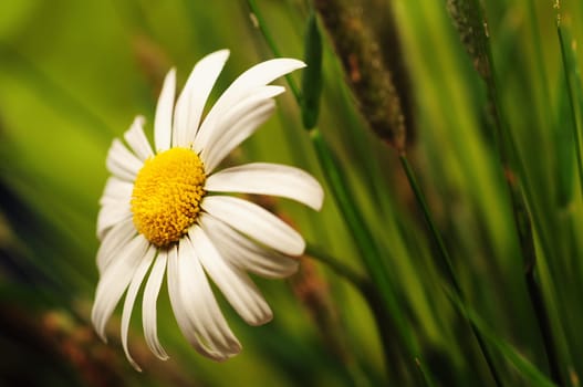 Daisies