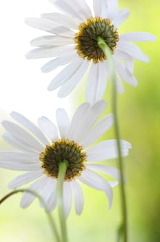Daisies