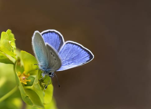 Sky blue sweet clover
