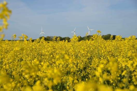 a yellow rape fild with some wind energy generators in the background and blue sky
