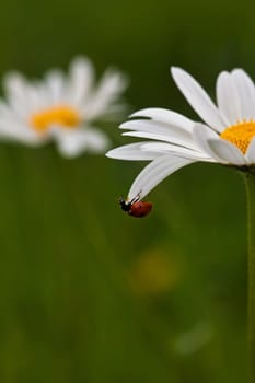Ladybird