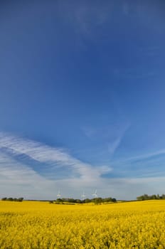 a yellow rape fild with some wind energy generators in the background and blue sky