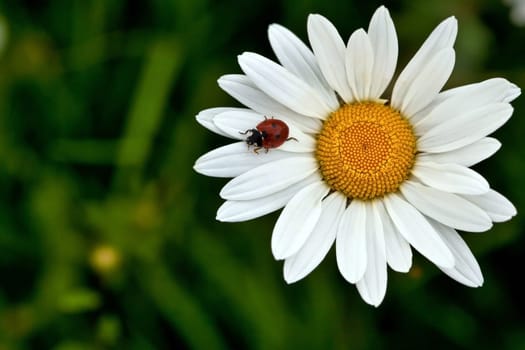 Ladybird