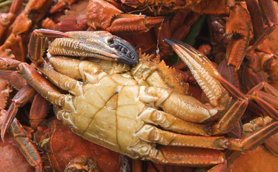 Many plates of seafood on the table