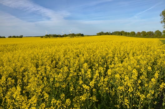 a yellow rape fild with some wind energy generators in the background and blue sky