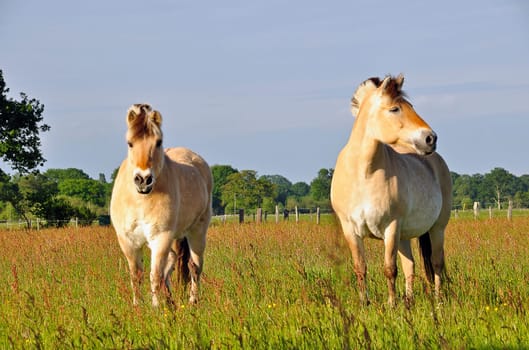 Pair of horses