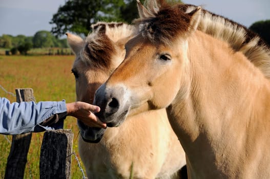 Feeding horses
