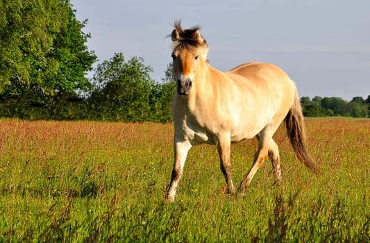 Horse