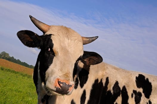 Cattle portrait